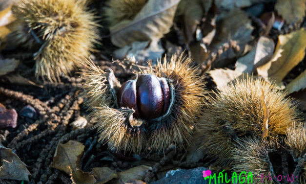 Best Hiking Route for Chestnuts in Málaga